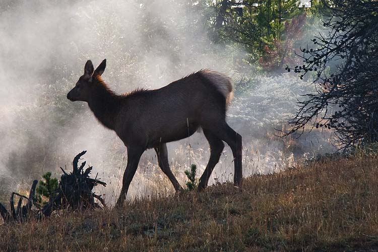 Elk in the Rising Steam 