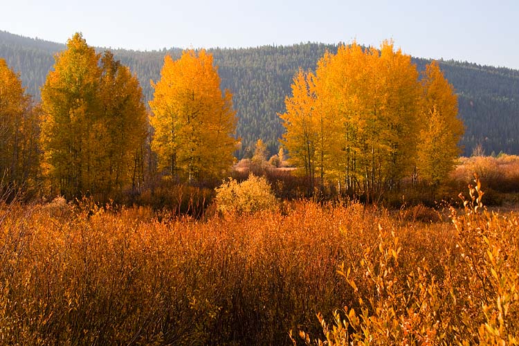 Golden Aspen in the Tetons