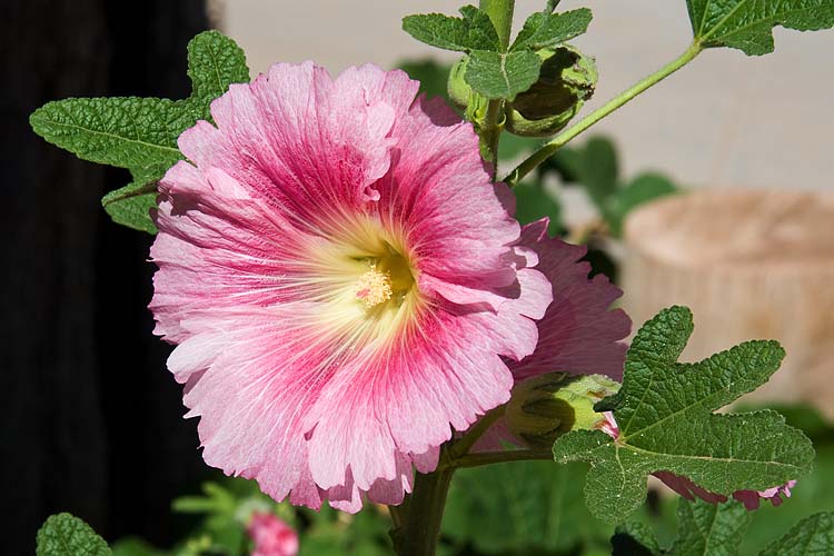 Pink Hollyhock