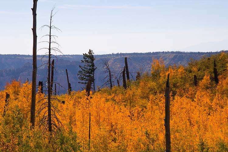 Golden Rim