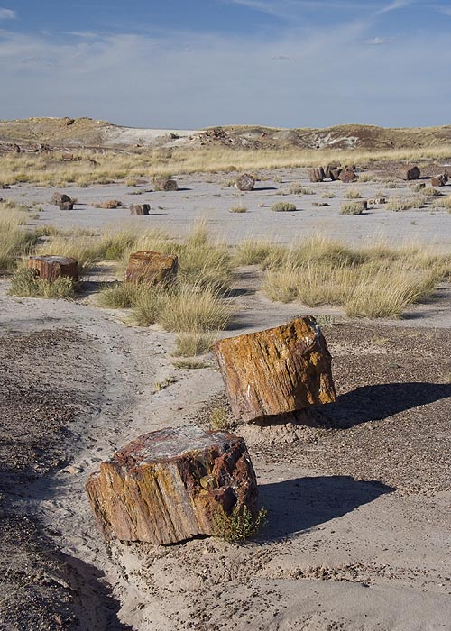 Petrified Forest National Park