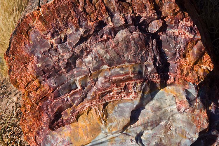 Closer Look at a Petrified Log