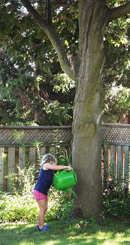 the Tree Could Use Some Water Too!