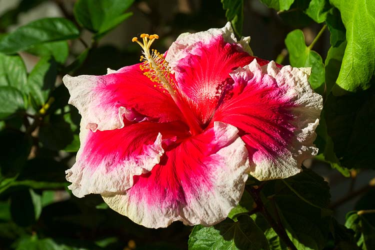Favourite Pink Hibiscus
