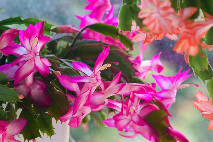 Christmas Cactus Time Again!