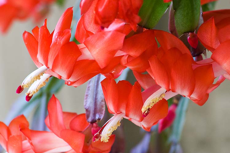 Scarlet Blooms
