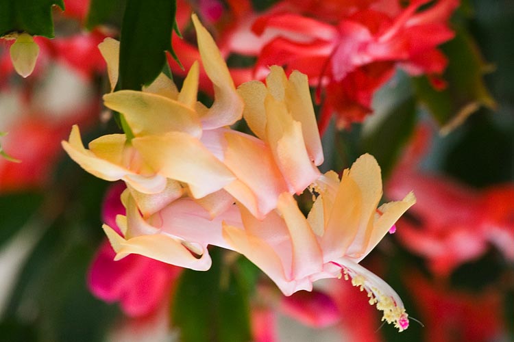 Golden Yellow Christmas Cactus