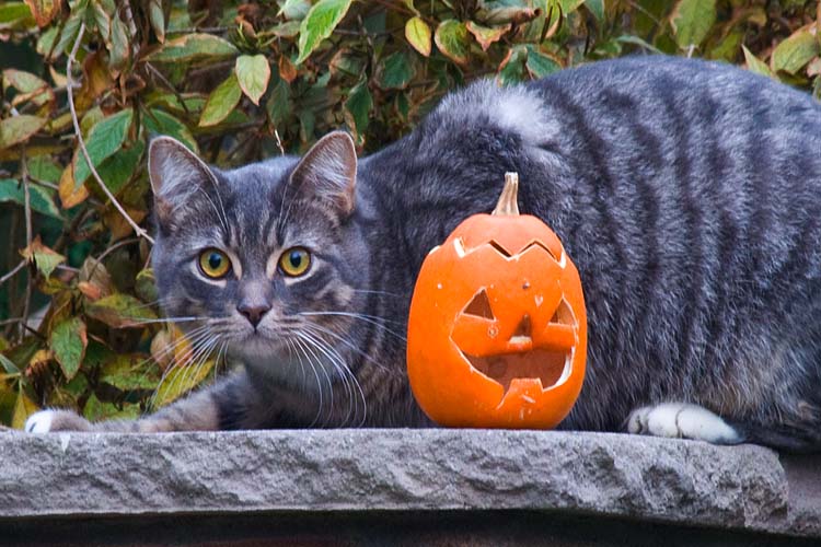 Cat and Jack-o-Lantern