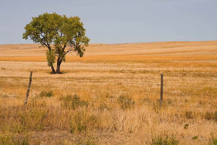 Parched Landscape