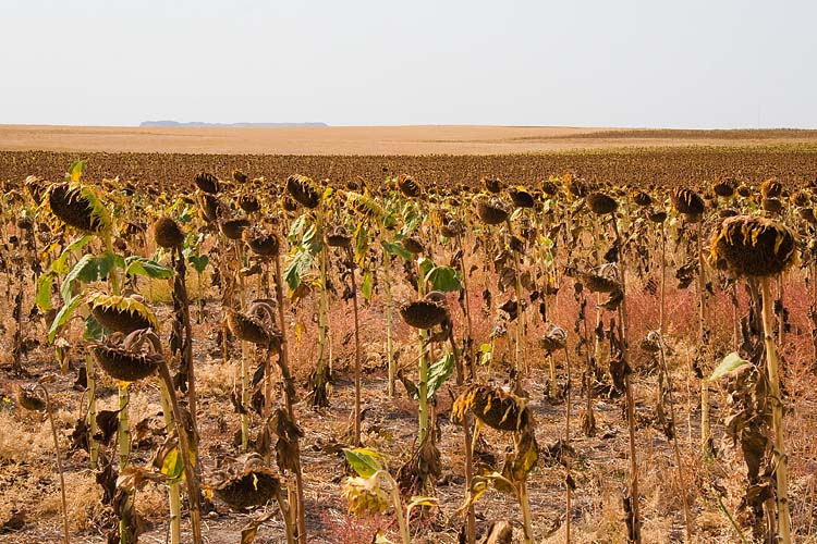 Sunflower Fields