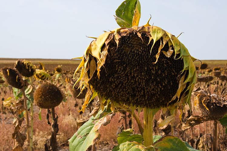 Sunflower Seeds