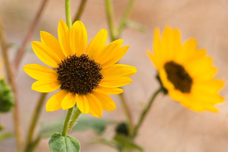 Golden Wildflower