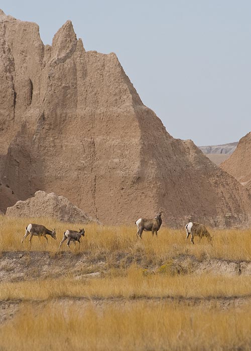 Bighorn Sheep