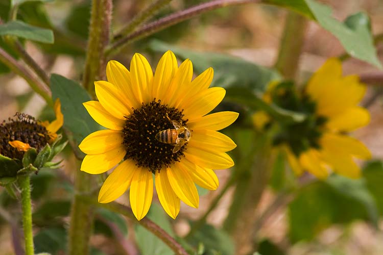 More Wildflowers