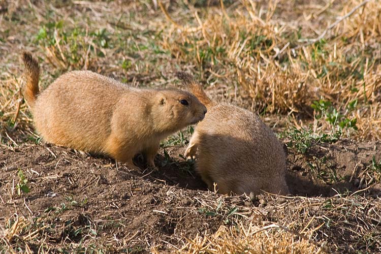 Prairie Dogs