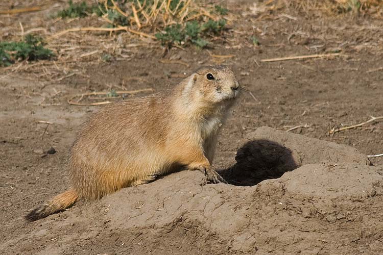 Alert Prairie Dog
