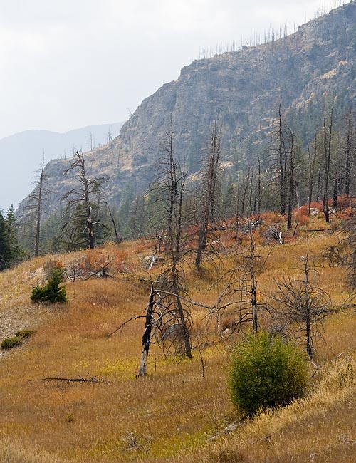 Burnt Trees Up the Hillside