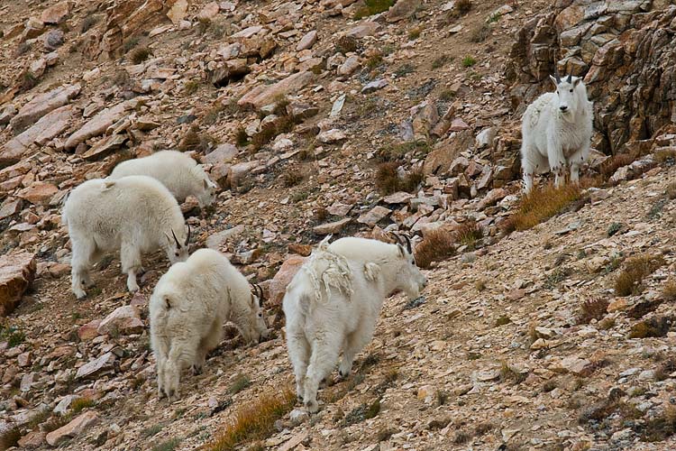 Mountain Goats
