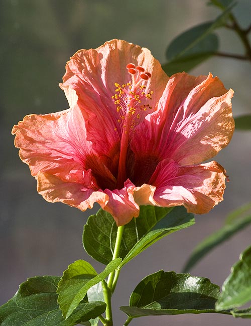 A Hibiscus for Nick