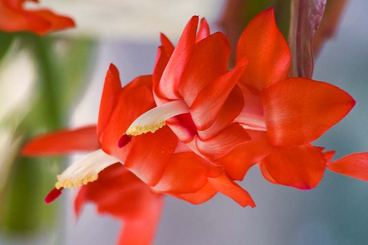 One Last Christmas Cactus