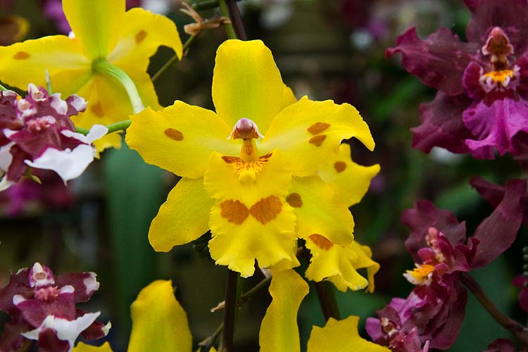 Yellow Orchid