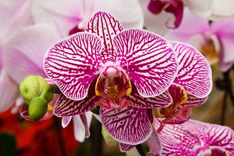Beautiful Moth Orchid