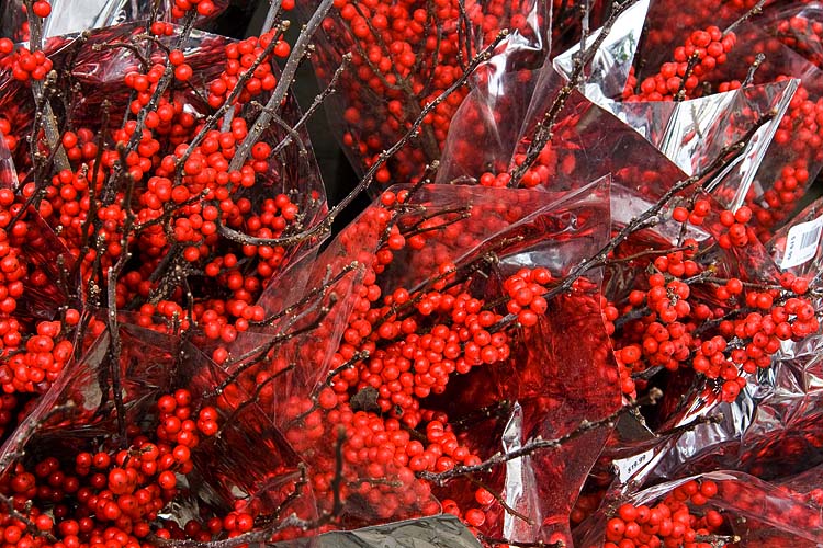 Berry Branches