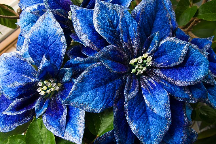 Blue Poinsettias