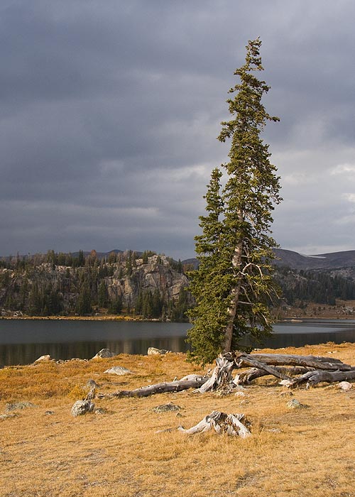 Tree Beside the Lake