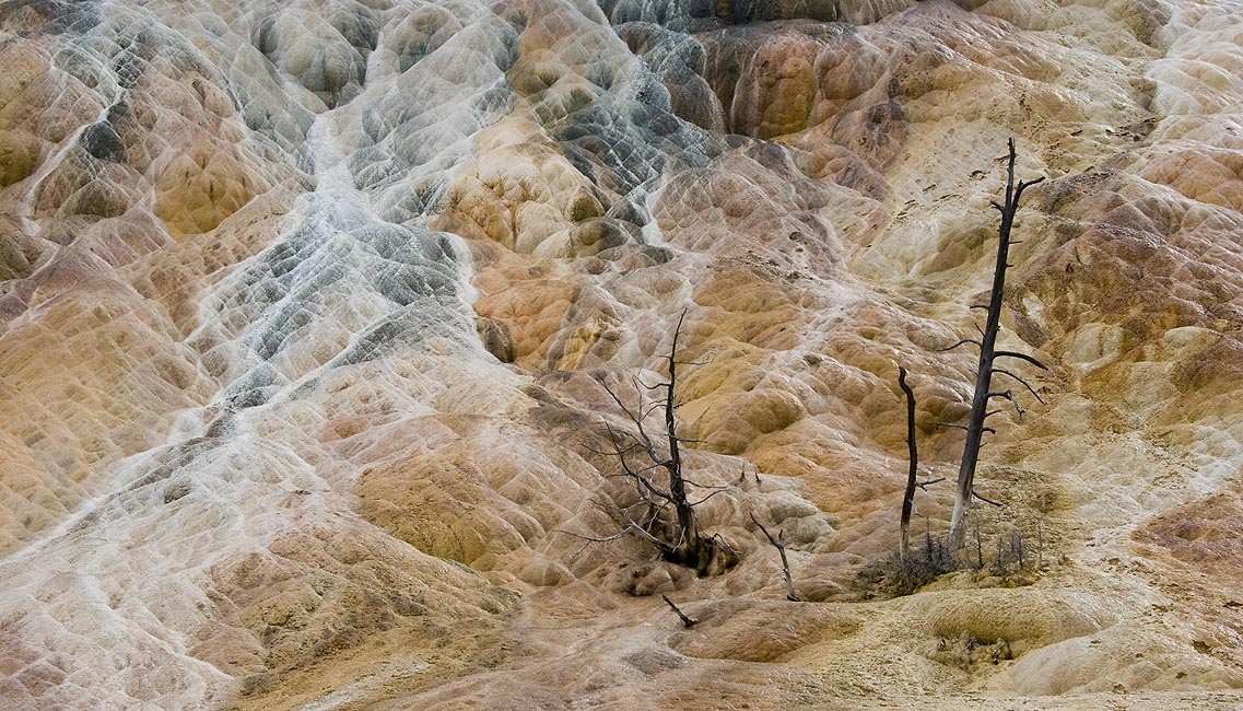 Dead Trees in the Spring
