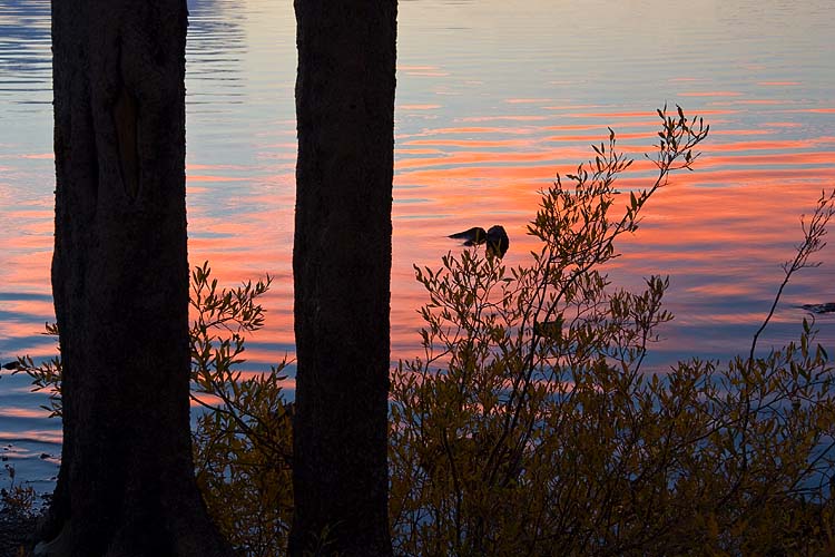 Ripple Through the Trees