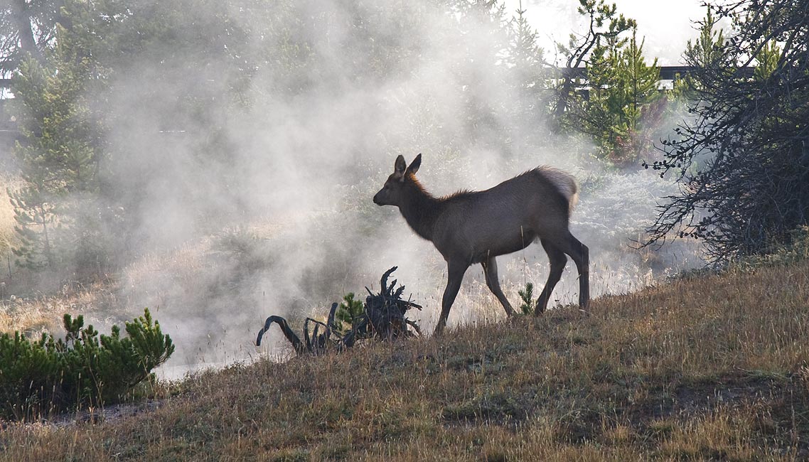 Elk in the Mist
