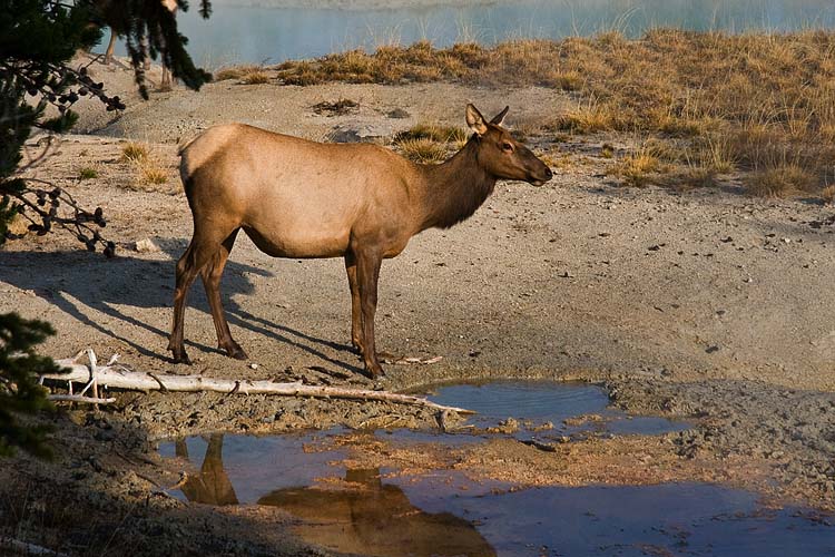 Female Elk