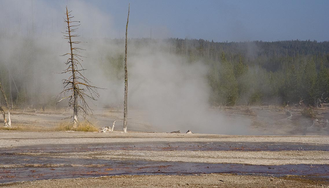 Hot Water, Steam and Dead Trees