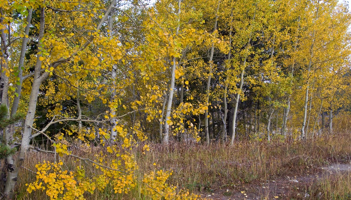 Yellow Foliage