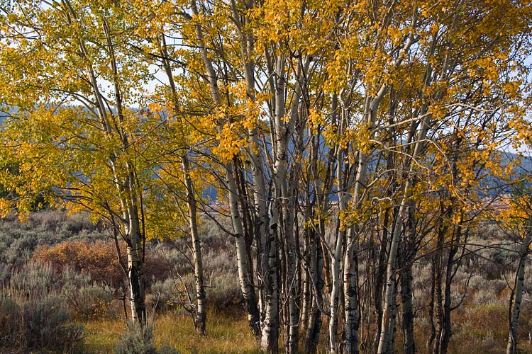 Yellow Aspen