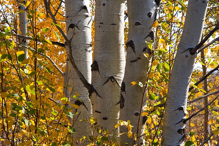Aspen