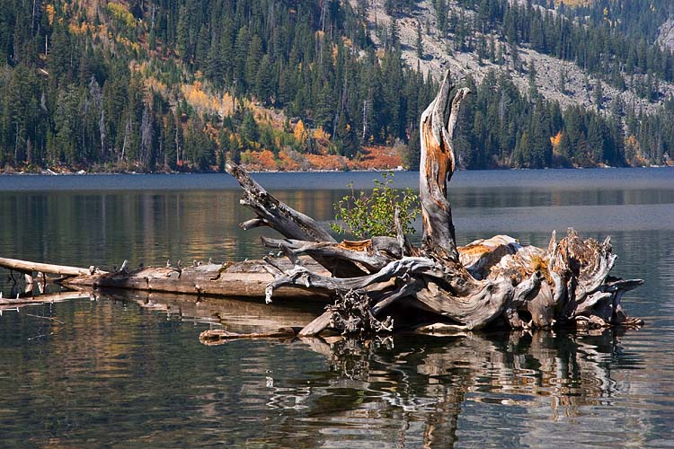 Driftwood