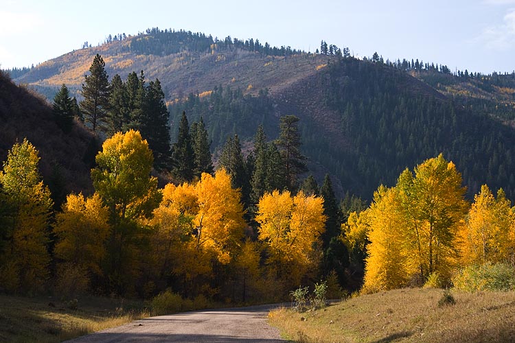 Fall Foliage