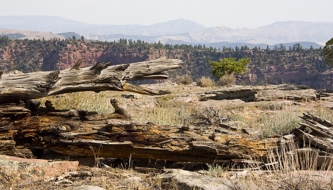 Weathered Tree & Rocks, Flaming Gorge