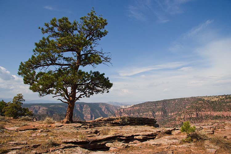 Pine on the Edge