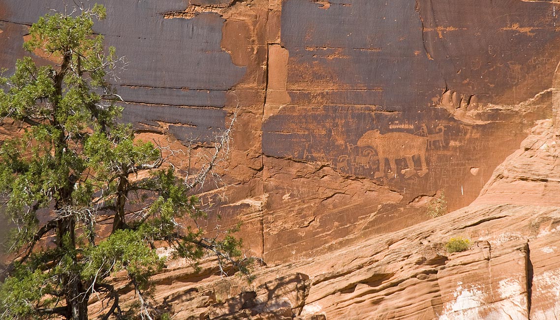 Bear and Mountain Goats