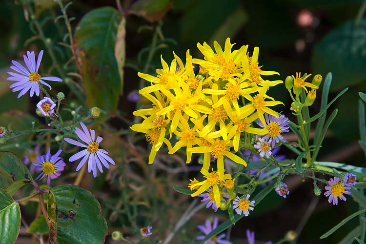 Autumn Wildflowers