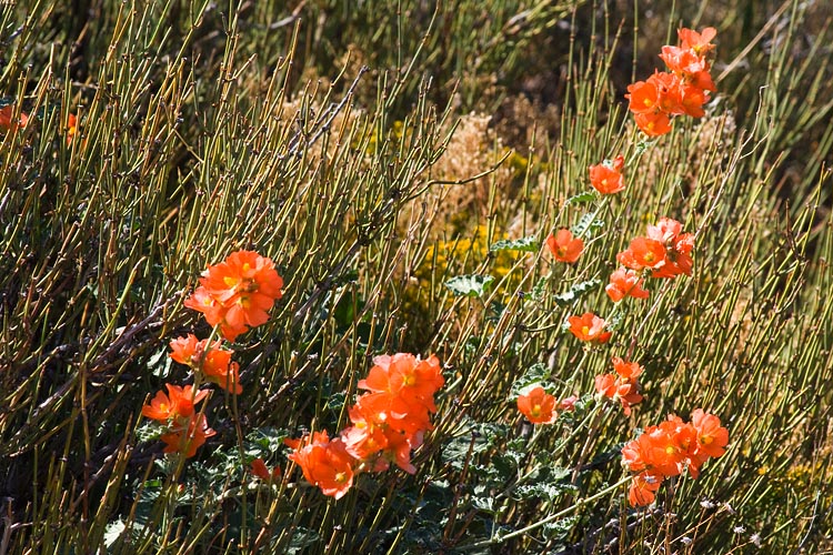 Orange Globemallow