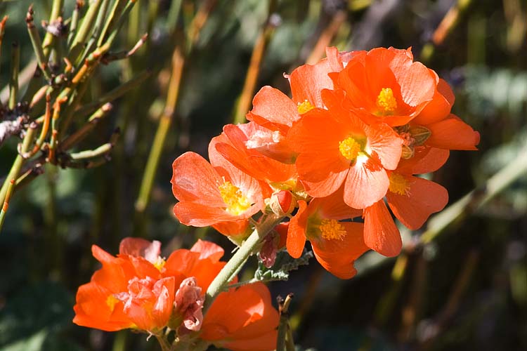 Orange Globemallow