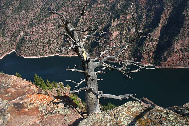 Tree on the Edge