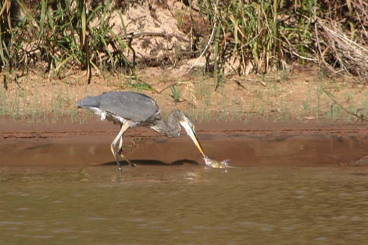 Heron Trying to Swallow a Fish