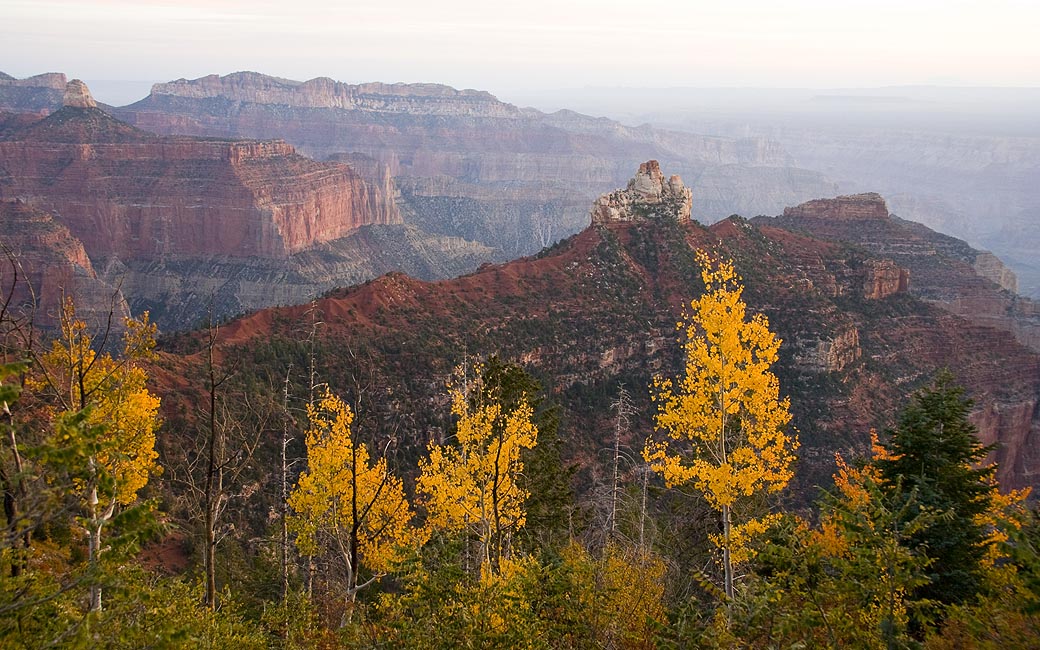 Canyon with Yellow Trees at Dawn