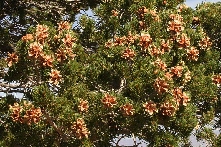 Pinyon Pine Cones