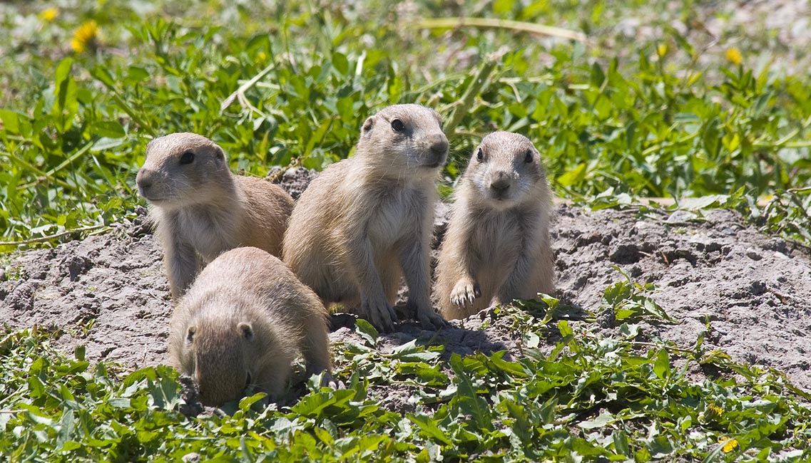 Baby Prairie Dogs!